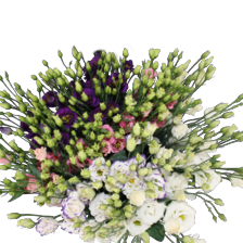 Eustoma